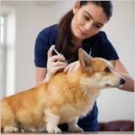 We serve fort myers, cape coral, bradenton, sarasota, lehigh achres, bonita springs, naples, leesburg, crystal river, and more locations. Low Cost Mobile Pet Vaccination Clinics Animal Hospitals And Pet Meds Vetco At Petco