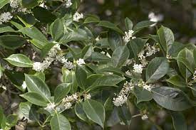 Fragrant Olive Monrovia Fragrant Olive Osmanthus Fragrans Flowering Shrubs Sweet Olive Tree
