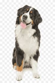 Maybe you would like to learn more about one of these? Miniature Australian Shepherd Png Images Pngwing