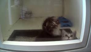 45 reviews of zoo creatures pet store zoo creatures is/was pretty interesting. Yes Kitten Mills Are A Thing Companion Animal Protection Society
