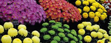 There's no need to deadhead, fertilize or divide them unless they become overcrowded or you want to add them to other parts of your yard. Prepare For A Colourful Spring Gardening Australia