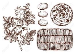 Maybe you would like to learn more about one of these? Hand Drawn Potato Dishes Illustration Potato Gratin Mashed Potato Sketches Agricultural Plant Drawing With Tubers Leaves And Flowers Great For Packaging Label Icon Menu Recipe Royalty Free Cliparts Vectors And Stock Illustration