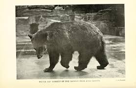 They both tracked and slew grizzlies throughout the black range and mogollon. Silver Grizzly Bear In Mexico