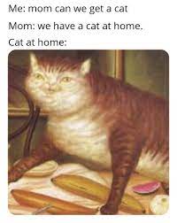 1068 x 346 jpeg 59kb. I Think My Cat Has Autism You Guys Memes