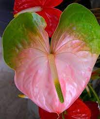 Obake Anthurium Or As My Friend Jeanne Called It The Little Boy Flower Kally Rozy Cvety