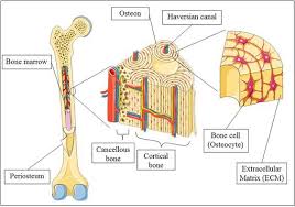 Microscopically, compact (or dense) bone is distinguished by its arrangement of osteocytes (bone figure 5.2 this is a diagram of haversian systems in compact bone. Compact Bone Diagram Cell Diagram Anatomy And Physiology Skeletal Muscle Anatomy