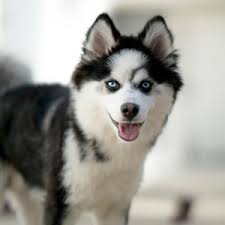 They are affectionate, gentle and have a great sense of humor. Pomsky Puppies For Sale Animal Kingdom Phoenix Tucson Az
