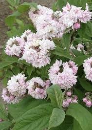 Image result for Deutzia hybrida Pink Pompon