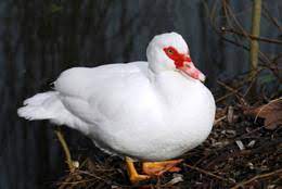 Most muscovies seen in north america are of the barnyard variety, but small numbers of wild birds from northeastern mexico may appear on the rio grande in southern texas. The Sex Wars Of Ducks Nature News