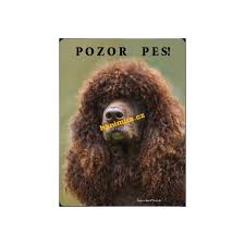 Image result for irský vodní španěl