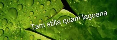 Suelen servirse calientes en un cuenco o plato. Vinalium Regio