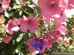 Image result for Karomia speciosa