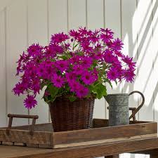 Image result for Cineraria