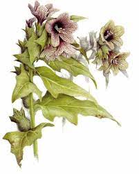 Bulmeurt Hyoscyamus Niger Blomstermaleri