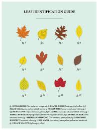 Leaf Identification Guide Bonsaivault Com