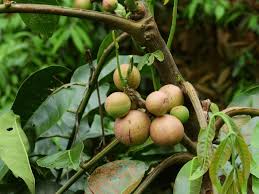 Image result for Aphanamixis