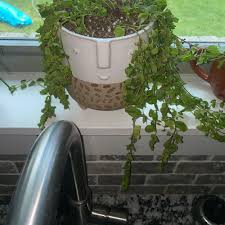 Image result for Lysimachia tenuicaulis