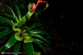 Image result for Xyris peteri