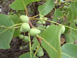 Image result for Terminalia randii