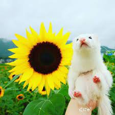 Ferret Foreverfriendship Ferretism Ferretlove Animal Huron Ferret Animals Friends Forever
