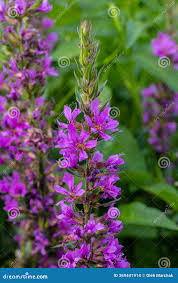 Image result for Lythraceae