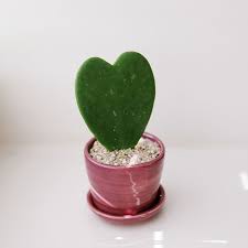 Growyourlove Meet The Hoya Kerrii House Plants Plant Design Plant Care