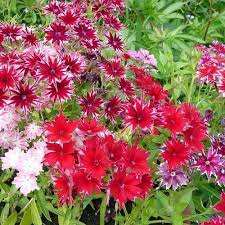 200 Seeds Phlox Twinkles Mix Flower Seeds Flower Seeds Seeds Phlox Plant