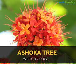 Ashoka Tree Facts And Health Benefits