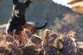 But depending on the type of cacti that came in contact with your skin, effects could let us know if you or someone else has been pricked by them and how you were able to get them out. How To Remove Cactus Needles From A Dog