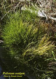 Image result for Psilotum nudum
