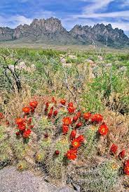 The rainiest season is autumn when it rains 44% of the time and the driest is spring with only a 15% chance of a rainy day. In April And May The Bright Red Flowers Of A Claret Cup Cactus Echinocereus Triglochidatus Appear Be Travel New Mexico Las Cruces New Mexico Scenic Landscape