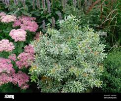Image result for Pieris japonský little heath obrázek
