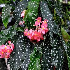Image result for Begonia loranthoides