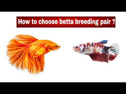 Perfect Way To Choose Betta Fish Breeding Pair And Breeding Tips Youtube