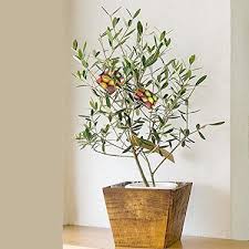 オリーブを鉢植えで育てる方法とは 基礎から解説する育て方 暮らし の