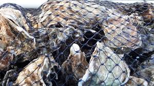 Image result for Paralytic Shellfish Poisoning