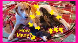 Your puppy won't reach maturity all at once. How Many Puppies Can A Dog Have Youtube