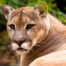 How fast is a leopard vs a tiger and a jaguar? Facts About Cougars Ability Behavior Diet More Facts Net