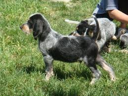 De forme ovale, ses yeux expose une expression douce et un peu triste. Griffon Bleu De Gascogne Polytrans