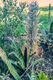 Image result for Sansevieria hyacinthoides