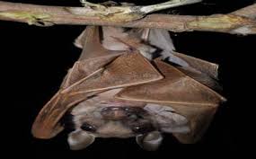 Image result for Brachystephanus calostachyus