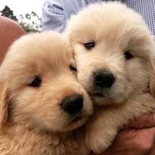Great weimar's pups ready now great family pets. Toshi Ogata Ogaties Profile Pinterest
