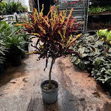 Image result for Croton kilwae