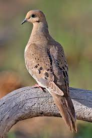 Mourning Dove Wikipedia