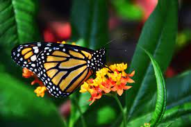 That way, the plant keeps putting out more flowers in an effort to produce seeds. 10 Flowers That Attract Monarch Butterflies Growing Organic