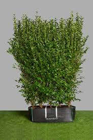 Image result for ligustrum ovalifolium