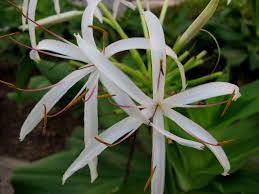 Pin On Flowers 2
