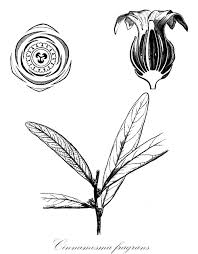 Image result for Canellaceae