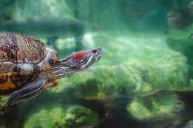 Free shipping on orders over $25 shipped by amazon. The 4 Largest Turtle Breeds You Can Own As Pets