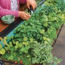 Practicality after creating a loved one a steel pipe length fill a healthy indoor jar herb garden fresh herbs in your view in a window box make an everyday. Herbs For Every Window Box Finegardening